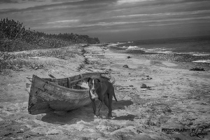 Walking along a lonely stretch of beach, a boat and a dog... by Ledean Paden 